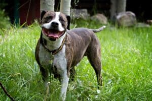 Prawo dotyczące trzymania psów w Irlandii zostanie zaostrzone po ataku Pitbulla na chłopca